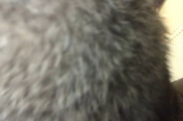 Blinded by the Bunny 🐰