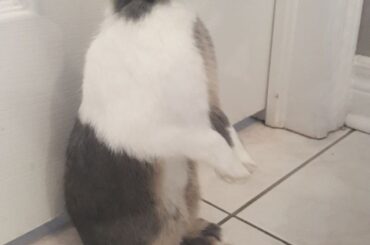 He loves walking on his back legs lol