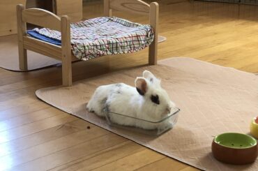 Why lounge in my bed when I can opt for the wall of my food dish dividing my organs instead?