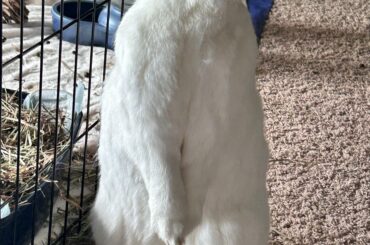 what a polite young gentleman