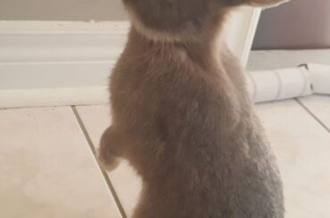 Looking for his next snack