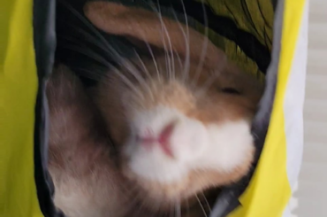 Forget the padded house, this is perfect