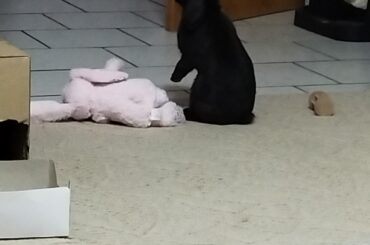 Gulasch standing up🐰