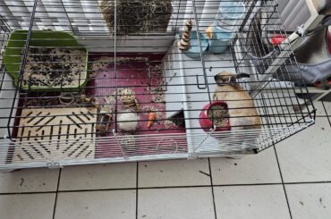 Is Benny garding his food or is that really comphy? I cant tell.lol