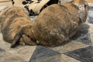 Husbun management