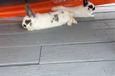 My boys chilling under the TV box I sat out on the deck