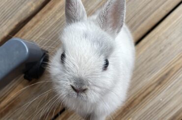 Hello from Holly 🐰💜