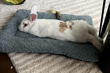 Bed Noodle🐇😅