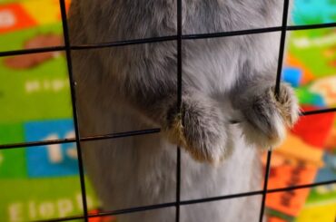 Baby bun investigates