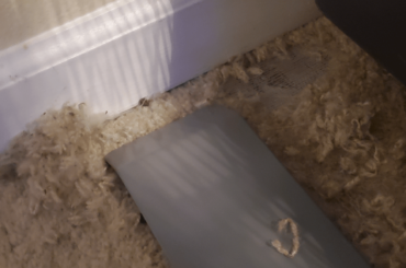 I've resented to the fact that I will have to replace all the carpet when I move...