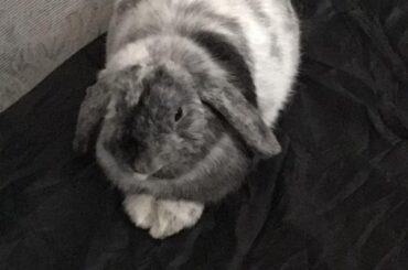 It’s more like a sphinx loaf.