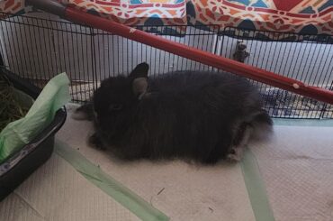 This floor seems very well fitted for me King Xavier