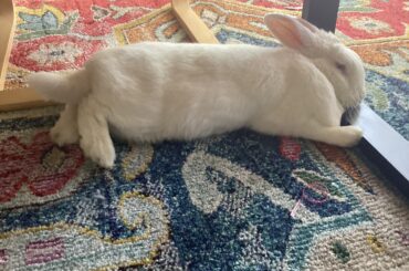 Coffee table and chair legs > premium bunny bed