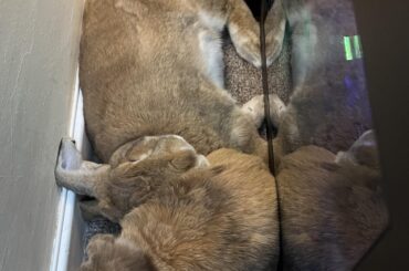 Bjørn and Freya’s favourite new spot in my new office room is… a surprising choice