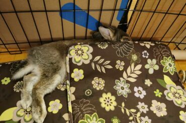 "Do you mind?! I'm trying to nap here!"