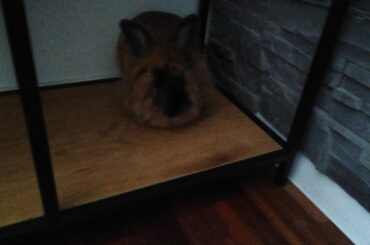 Bubu's favorite places to sleep or chill