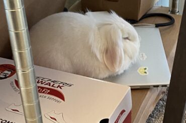 My laptop is the new nap spot in summer