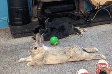 Noodlesploot photodump