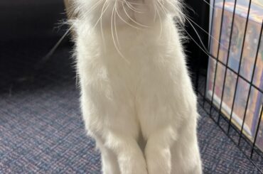 Henlo hooms… gib treat-o’s