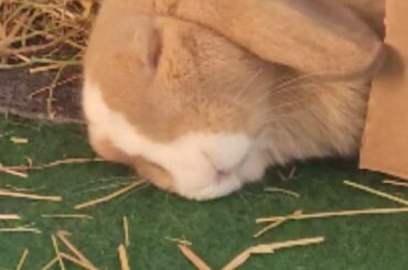 2 much hay, i slep
