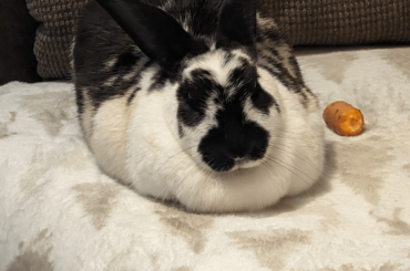 Radar makes a most excellent loaf