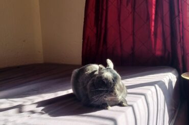 Loafing in the Morning Sun