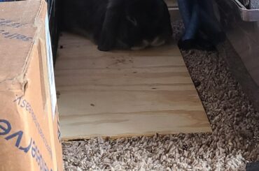 Letting the loaf rest after some good kneading