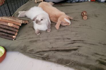 Their first day after rebonding