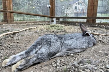 Flemish Giant (1/4 Checkered Giant)