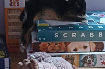 Sleeping on top of the scrabble box, bum hanging off, leggies in another dimension. Second pic was before she got more "comfortable"