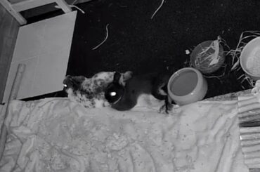 They have so much space to lie comfortably 😅