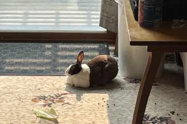 I sleep like nanner. Nanner come. I eat nanner. Mwahaha.