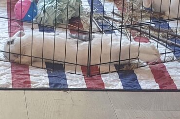 I did not put him like this. He chose to lie this way...