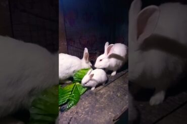 Cute Baby Rabbits Playing,Feeding Activities | Bunny Rabbit(Baby Rabbits)#RunnyRabbits #Babyrabbits