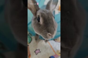 Funny and Cute Mini Rex Bunny Rabbit #shorts #bunny #rabbit