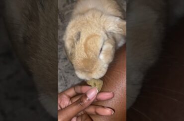Cute bunny snatches treat #shorts #rabbit #bunny #cutepets #cutebunny