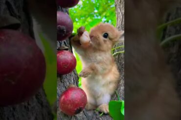 cute baby rabbit#shorts #animals #status #rabbit #cutenature #youtube #video#trending #viral #video