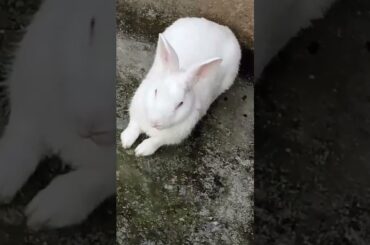 cute baby rabbit chiku #rabbit #babypet #bunny #bunny #babyrabbit