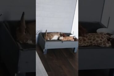 #cute rabbit bunny animal #shortrabbit