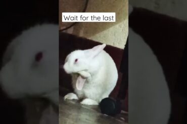 main hun hygiene person #rabbit #cutebaby #cute #cuteanimals #cuterabbit