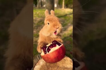the cute rabbit eating pomegranate#animals #rabbit #shortvideo #youtubeshorts #ytshorts