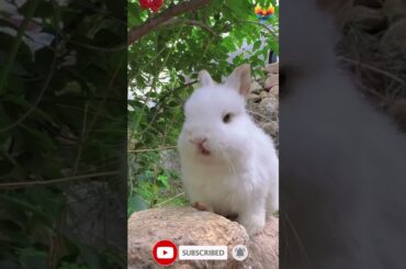 Cute Bunny Eating || Cute Baby Rabbits || Cute Rabbit #ytshortsvideo #yt_shorts #ytviral