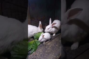 Cute Baby Rabbits Playing,Feeding Activities | Bunny Rabbit(Baby Rabbits)#RunnyRabbits #Babyrabbits