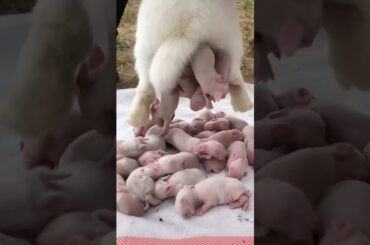cute rabbit baby shorts #shorts #animals #cutebaby #rabbit