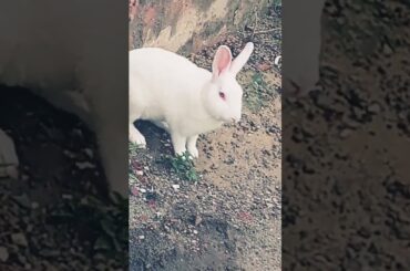 cute baby rabbit chiku #babypet #bunny #rabbit #babyrabbit #virel #cute #babyanimal #animal