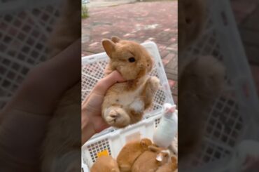 Cutest baby rabbit #194 - #shorts