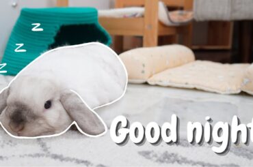 My Bunny Night Time Routine