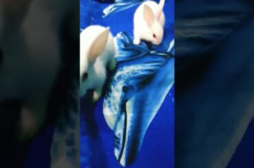 cute baby rabbit videos #shorts