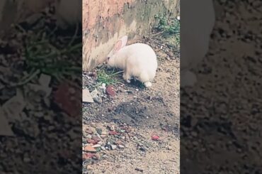 cute baby rabbit chiku #rabbit #babypet #bunny #babyrabbit #cute