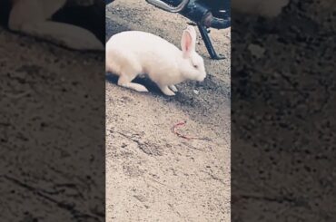 cute baby rabbit chiku happy #rabbit #babypet #bunny #babyrabbit #virel #cute